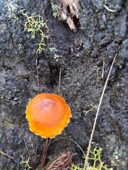 Gymnopilus austropicreus
