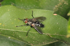 Tachinidae