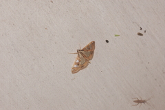 Glyphodes pyloalis