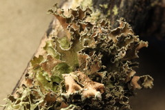 Tuckermanopsis chlorophylla