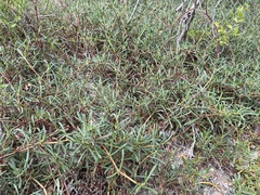 Blutaparon vermiculare