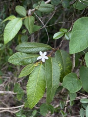 Casearia dodecandra