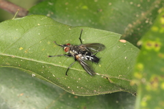 Tachinidae
