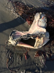 Lampris australensis