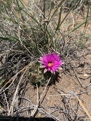 Mammillaria wrightii wrightii