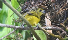 Euphonia laniirostris