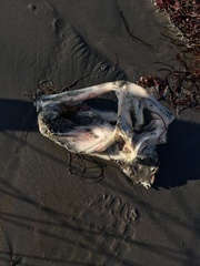 Lampris australensis