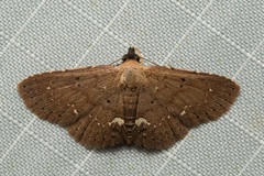 Nechesia albotentata