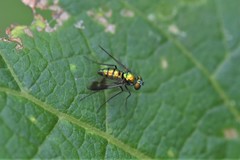 Condylostylus patibulatus
