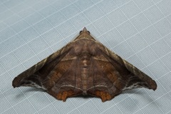Episparis tortuosalis