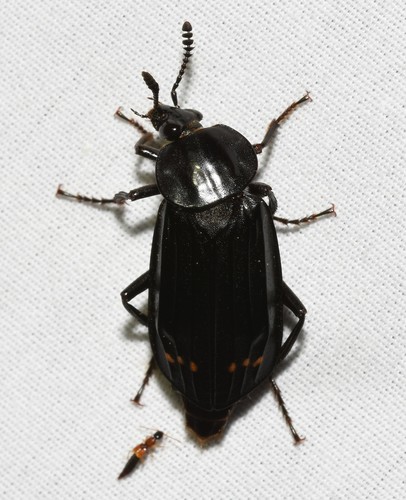 Red-lined Carrion Beetle photo 5