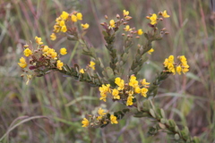 Chamaecrista conferta