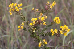 Chamaecrista conferta