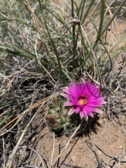 Mammillaria wrightii wrightii