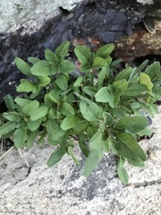 Porophyllum ruderale