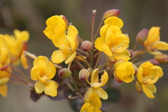 Chamaecrista conferta