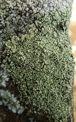 Rhizoplaca opiniconensis