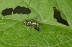 Condylostylus patibulatus