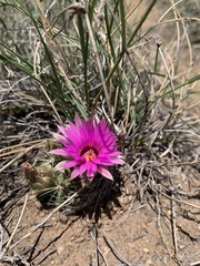 Mammillaria wrightii wrightii