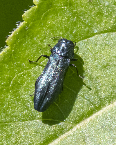 Agrilus cyanescens, photo 5 of 10