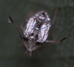 Gargaphia tiliae