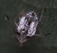 Gargaphia tiliae