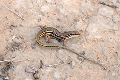 Ctenotus strauchii