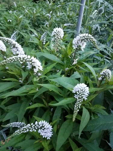 Gooseneck Loosestrife