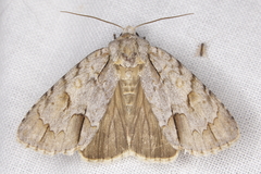 Acronicta laetifica