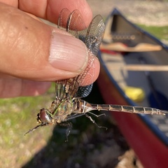 Somatochlora cingulata