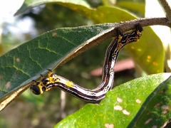 Acronyctodes cautama