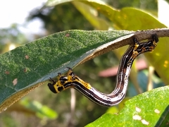 Acronyctodes cautama