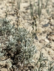 Artemisia pedatifida