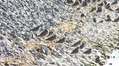 Limnodromus scolopaceus