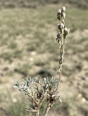 Artemisia pedatifida
