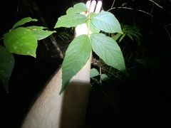 Callicarpa pedunculata