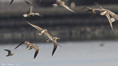 Limnodromus scolopaceus