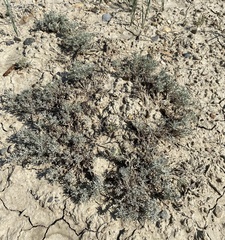 Artemisia pedatifida