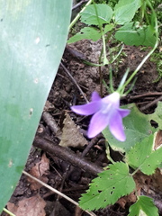 Campanula patula