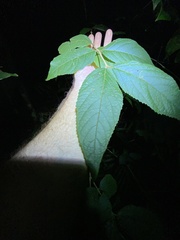 Callicarpa pedunculata