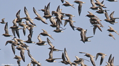 Pluvialis squatarola