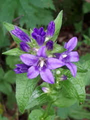 Campanula glomerata
