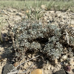 Artemisia pedatifida