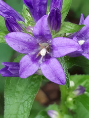 Campanula glomerata