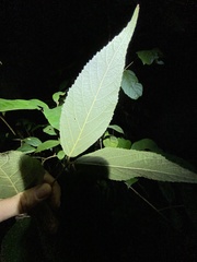 Callicarpa pedunculata