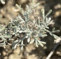 Artemisia pedatifida