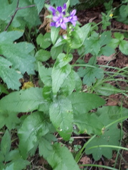 Campanula glomerata