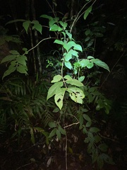 Callicarpa pedunculata