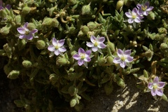 Spergularia macrotheca macrotheca