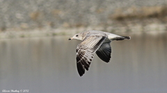 Larus delawarensis